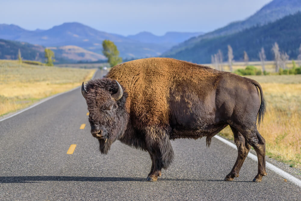 New California Law Opens Up RoadKill Cafe
