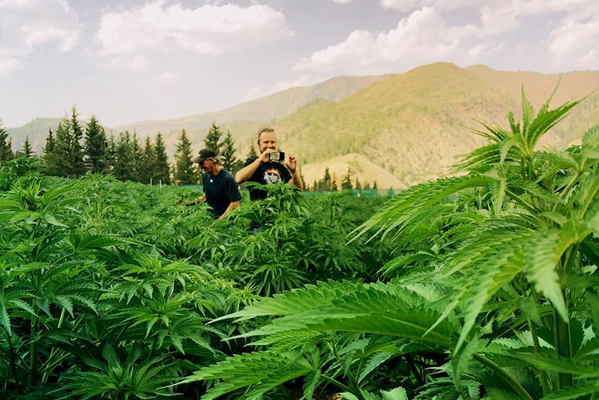 Marijuana Tourism - What You Need to Know Before Planning Your Green Vacation in California