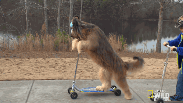 Rules of the Road: Bird/Lime Scooters